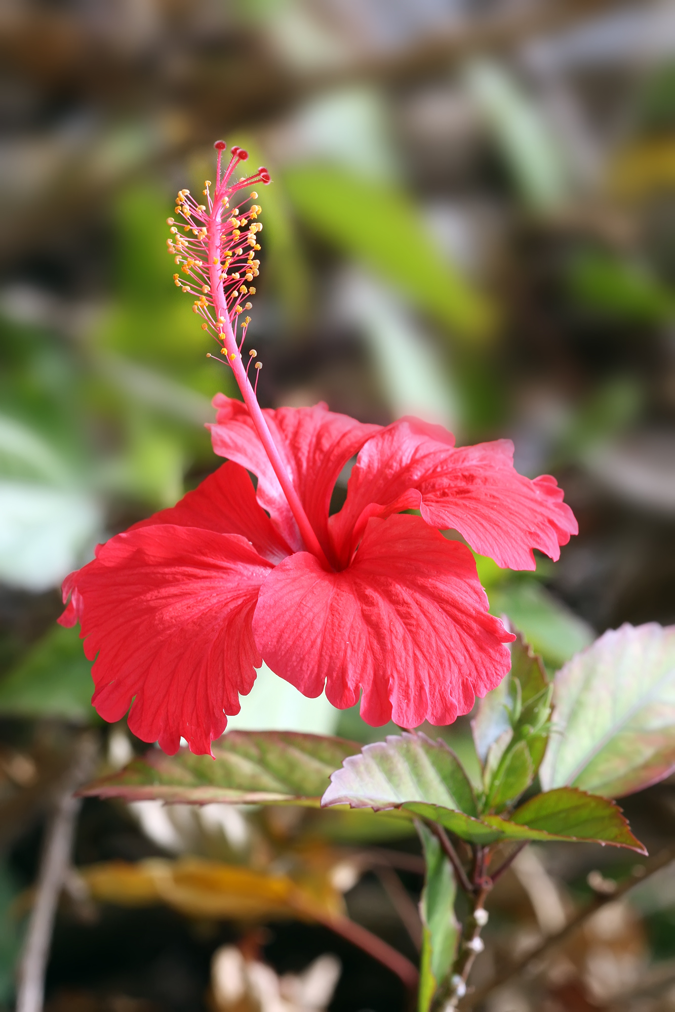 Hibiscus Flower   Rita Company for Spices and Herbs